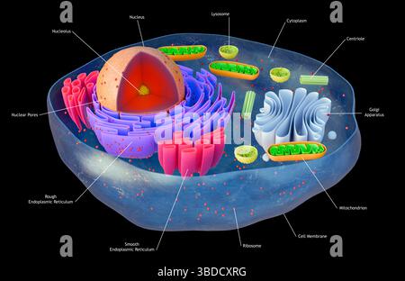 Zur Struktur des tierischen Zellkerns Stockfoto