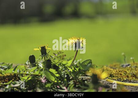 Löwenzahn (Taraxacum officinale) blühende Pflanze vor verschwommenem Hintergrund Löwenzahn (Taraxacum officinale) blühende Pflanze vor verschwommenem Hintergrund Stockfoto