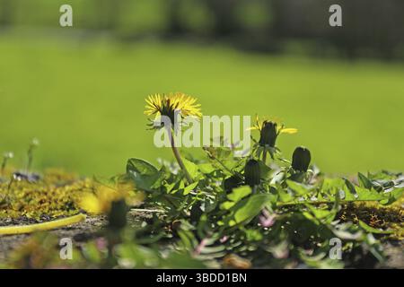 Löwenzahn (Taraxacum officinale) blühende Pflanze vor verschwommenem Hintergrund Löwenzahn (Taraxacum officinale) blühende Pflanze vor verschwommenem Hintergrund Stockfoto