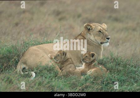 Afrikanische Löwen (Panthera leo), Löwe mit Jungen, kenianische Löwe, Löwe mit Jungen, kenianischer Löwe, Löwin, jung Stockfoto