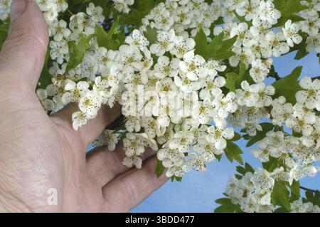 Weißdorn (Crataegus Monogyna) Stockfoto