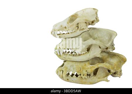 Schädel von Füchsen und Hunden übereinander, die zusammenpassen, isoliert auf weißem Hintergrund Stockfoto