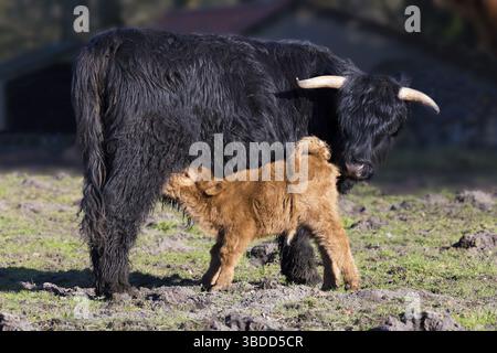 Schwarzen schottischen Highlander Mutterkuh mit trinken neugeborenes Kalb in der Frühjahrssaison Stockfoto