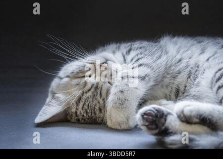 Junge schwarze Silber Tabby Katze liegen faulen und schläfrigen isolierten auf grau schwarzen Hintergrund Stockfoto