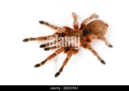 Chilenische Rosenhaartarantula (Grammostola rosea), chilenische Rosenhaare Stockfoto