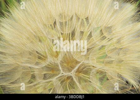 Buckbeard, Westliche Schwarzwurzel Stockfoto