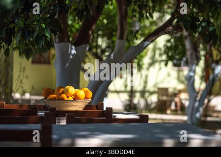 Korb gefüllt mit frischen Orangen auf einem Gartentisch im Freien Stockfoto