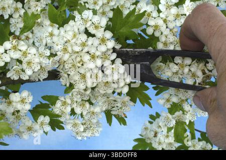 Weißdorn (Crataegus Monogyna) Stockfoto