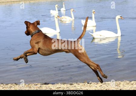 Der Deutsche Pinscher beobachtet Buckelschwäne (Cygnus olor), Buckelschwäne Stockfoto