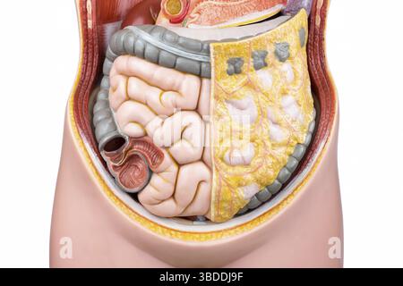 Knstlichen Modell der menschlichen Darm oder Darm fr Bildung in der  Schule isoliert auf weiem Hintergrund Stockfotografie - Alamy
