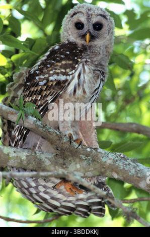 Junge Barred Owl (Strix varia), Texas, USA Stockfoto