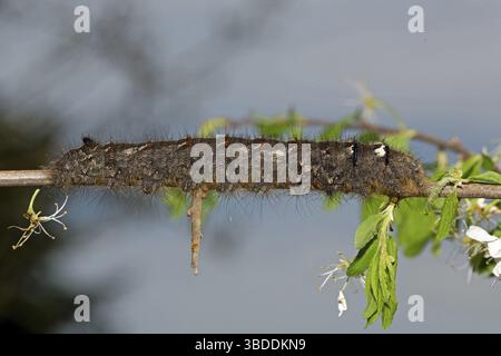 Lappet (Gastropacha quercifolia), raupe Stockfoto