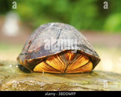 Gestreifte Schlammschildkröte (Kinosternon baurii) Stockfoto
