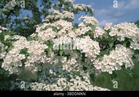 Hawthorn (Crataegus monogyna) blüht Stockfoto
