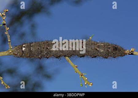 Lappet (Gastropacha quercifolia), Raupen Stockfoto
