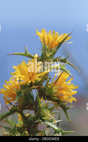 Golden Thistle, Santorin, Griechenland (Scolymus hispanicus) Stockfoto