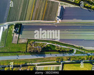 Aus der Vogelperspektive pulsierende Tulpenfelder in voller Blüte mit farbenfrohen Blumenreihen in einer ländlichen Landschaft, mit nahe gelegenen Straßen, Farmen und einem weit entfernten t t Stockfoto