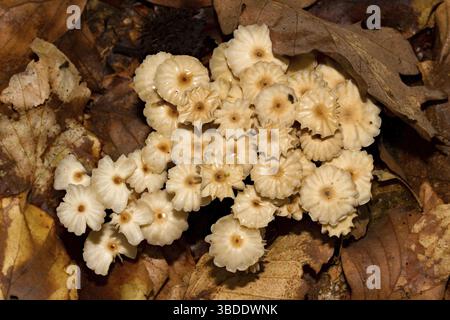 Pinwheel Pilz (Marasmius rotula) Stockfoto