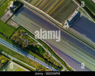 Aus der Vogelperspektive pulsierende Tulpenfelder in voller Blüte mit farbenfrohen Blumenreihen in einer ländlichen Landschaft, mit nahe gelegenen Straßen, Farmen und einem weit entfernten t t Stockfoto