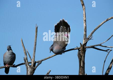 Haubentauben (Ocyphaps lophotes), Paar, Courting, Australien, Spitzschopftauben, Paar, Balzend, Australien / Stockfoto