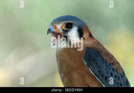 American Kestrel (Falco sparverius), Arizona, USA Stockfoto