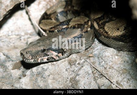 Boa constrictor (Boa constrictor Schlange) Stockfoto