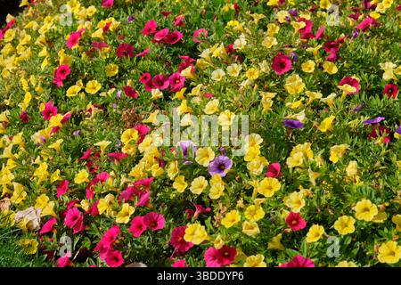 Blühende Strandpetunie in den Royal Tasmanian Botanical Gardens - Hobart, Tasmanien, Australien Stockfoto