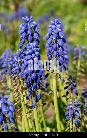 Blaue Traubenhyazinthen stehen hoch in einem sonnendurchfluteten Garten, deren dichte Blütenbündel eine eindrucksvolle Darstellung der Schönheit des frühen Frühlings und der Schönheit des frühen Frühlings erzeugen Stockfoto