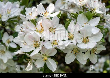 Die unberührten weißen Apfelblüten erwachen auf einem Baumzweig zum Leben und symbolisieren die Erneuerung und den sanften Frühling in einer üppigen natürlichen Umgebung Stockfoto