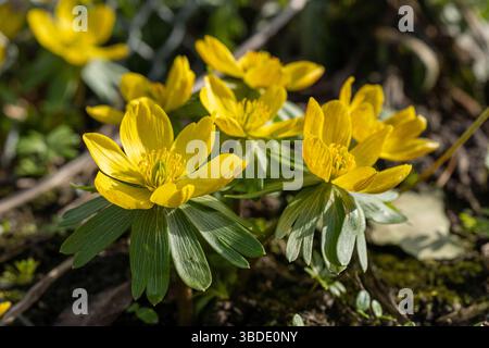 Eine Gruppe fröhlicher, gelber Winteraconit blüht nahe am Boden, umgeben von grünem Laub und Boden im frühen Frühling, die ein Gefühl für die Natur vermitteln Stockfoto