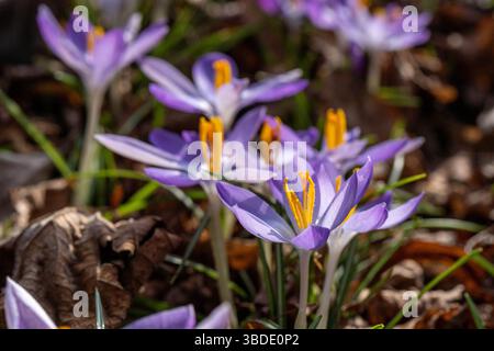 Violette Krokusblüten mit lebhaften orangen Staubblättern tauchen aus einem Bett aus trockenen Blättern hervor und signalisieren den Beginn des Frühjahrs in einer Waldlandschaft Stockfoto