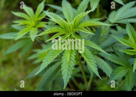 Gesunde Cannabispflanze wächst im Freien und zeigt ihre legendären gezackten grünen Blätter in scharfen Details vor einem unscharfen natürlichen Hintergrund Stockfoto