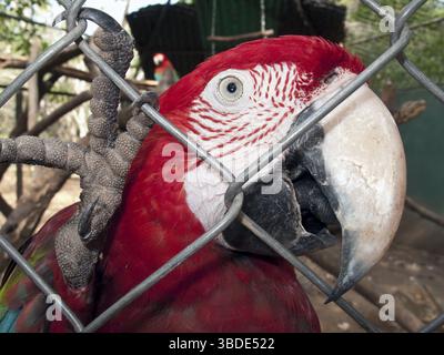 Dunkelroter Ara (Chloroptera), Grünflügelaras, im Käfig, Zoo, Bararida Zoo, Barquisimeto, Provinz Lara, Venezuela Stockfoto