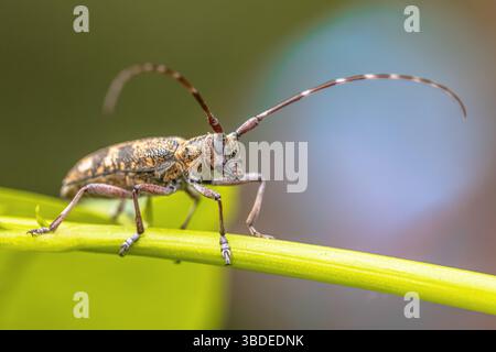 Kiefernsägekäfer (Monochamus galloprovincialis) auf Blatt von vorne gesehen. Kopfaufnahme der Insektenfauna in der Natur Europas. Stockfoto
