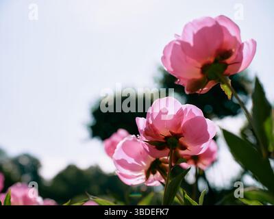 Rosa Garten Pfingstrosen Blumen Hintergrund - die Pfingstrose oder Pfingstrose ist jede blühende Pflanze in der Gattung Paeonia in der Familie Paeoniaceae. Stockfoto