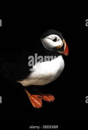 Eine vertikale Nahaufnahme eines Nordatlantikpapageientauchpuffins mit schwarzem Hintergrund Stockfoto
