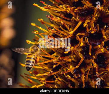Cape Honey Bee bestäubt eine Banksia Blume Stockfoto