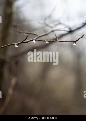 Baumzweig mit vier Tautropfen darunter. Der Hintergrund ist verschwommener Regenwald Stockfoto