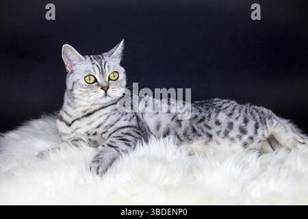 British Kurzhaar Schwarz Silber Tabby spotted Cat auf Schaffell liegend Stockfoto