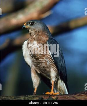 Levant sparrowhawk (Accipiter brevipes) Stockfoto