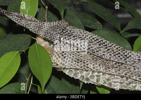 Tigerpython, gestreifte Haut (Python molurus bivittatus) Stockfoto
