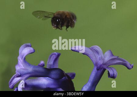 Gemeine Carder-Biene (Bombus pascuorum) (Bombus agrorum), Ackerhummel Stockfoto