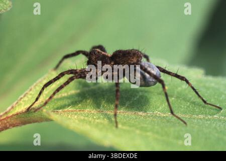 Dünnbeinige Wolfsspinne (Pardosa lugubis) Stockfoto