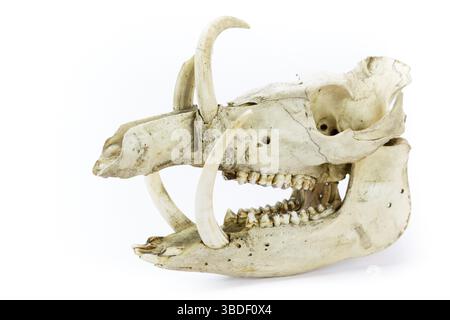 Schädel von Wildschweinen mit Kiefern mit großen Zähnen isoliert auf weißem Hintergrund Stockfoto
