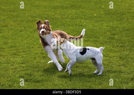 Jack Russell Terrier und Border Collie, Welpe Stockfoto
