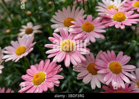 Eine Gruppe von leuchtend rosafarbenen Gänseblümchen mit gelben Mitten sonnen sich im strahlenden Frühlingssonnenlicht und verbreiten ihre zarten Blütenblätter wie ein Chor von Sängern. Stockfoto