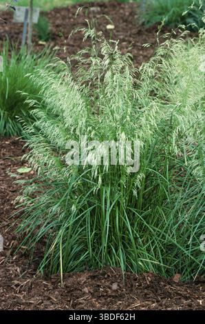 Tufted Hair Grass, Lawn Grass (Deschampsia cespitosa) 'Goldschleier', Plants, True grass (Gramineae) Stockfoto