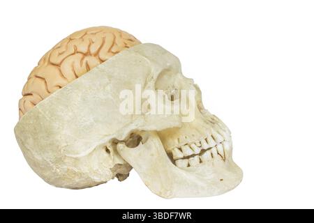 Menschlicher Schädel mit Seitenansicht des Gehirns isoliert auf weißem Hintergrund Stockfoto