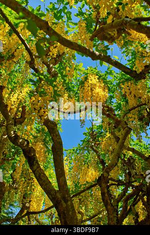 Cawdor Castle in Nairnshire Schottland der Garten und die gelben Blumen des Laburnum Walk Laburnum anagyroides im Frühling Stockfoto