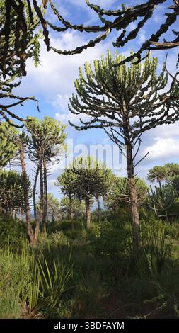 Vertikale Ansicht der hochalpinen Regenwald in Kilimanjaro National Park Stockfoto